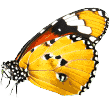 https://westcoastpaws.co/wp-content/uploads/2019/08/butterfly.png